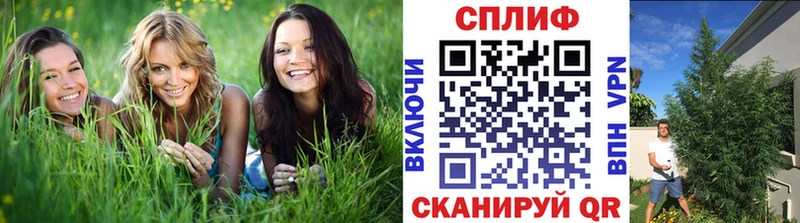 где купить наркоту это телеграм Шишки марихуана план Талдом